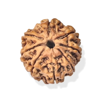 Rudraksha - Rudraksza 8 twarzy (Mukhi)